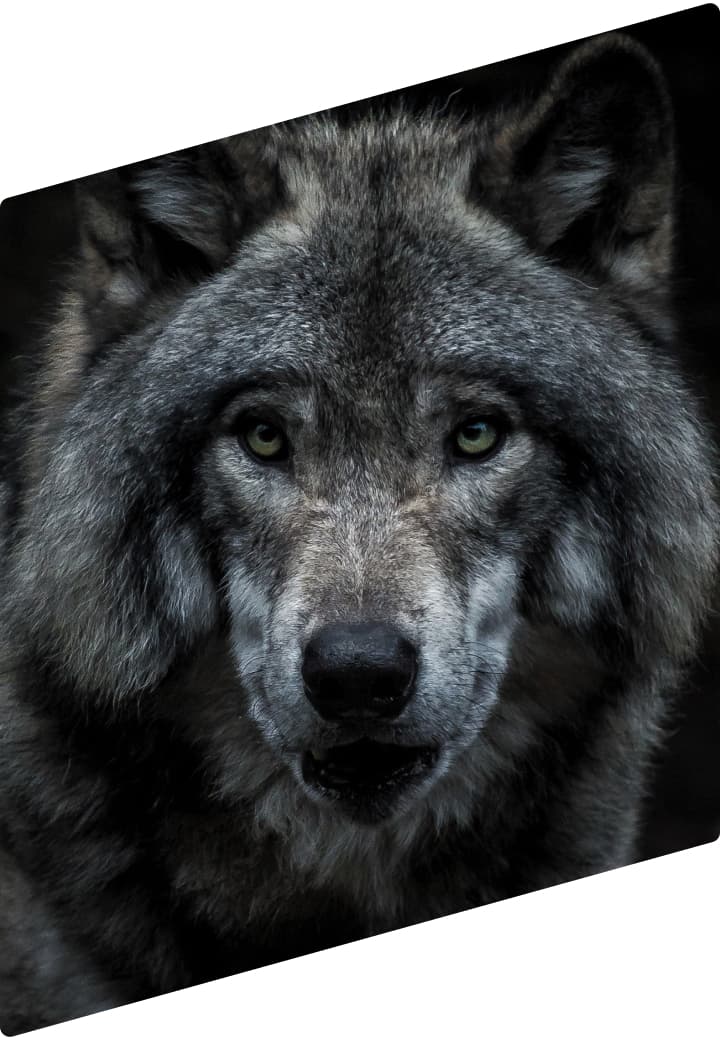 Grey Wolf